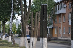 Погибшие деревья на улице Мира заменят новыми