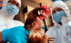 Как предотвратить появление птичьего гриппа