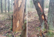 В Березовском лесу больные деревья, которые требуется убрать, получили специальную отметку