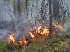 В Удмуртии начался противопожарный сезон