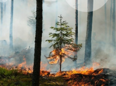 Чрезвычайная пожароопасность сохраняется в лесах Удмуртии