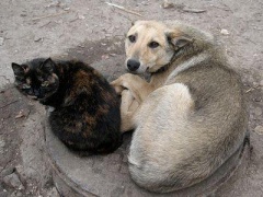 Осторожно – бродячие животные!