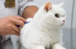 Вакцинация собак и кошек