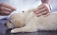 В Воткинске пройдет выездная вакцинация